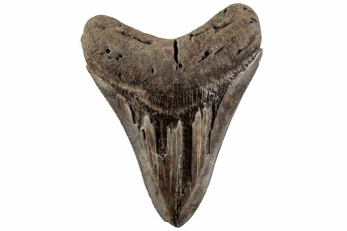 Serrated, 4.00" Fossil Megalodon Tooth - South Carolina